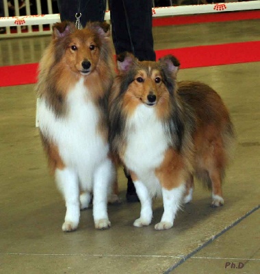 des Diablotins de Nooch - Paris Dog Show 2011