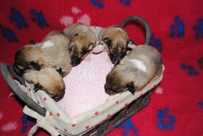 des Diablotins de Nooch - Photos des chiots de Youmie à 10 jours