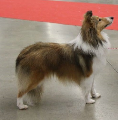 des Diablotins de Nooch - Paris Dog Show