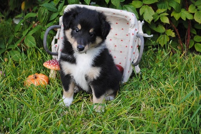 des Diablotins de Nooch - Photos des bébés de Speedy à 6.5 semaines