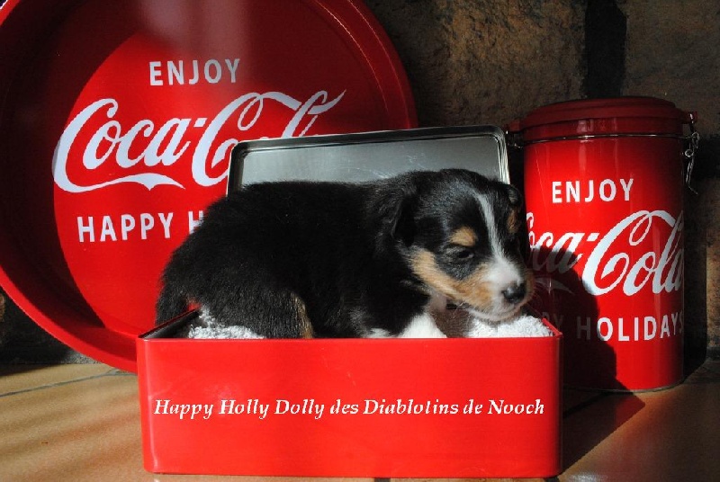 Happy holly dolly des Diablotins de Nooch