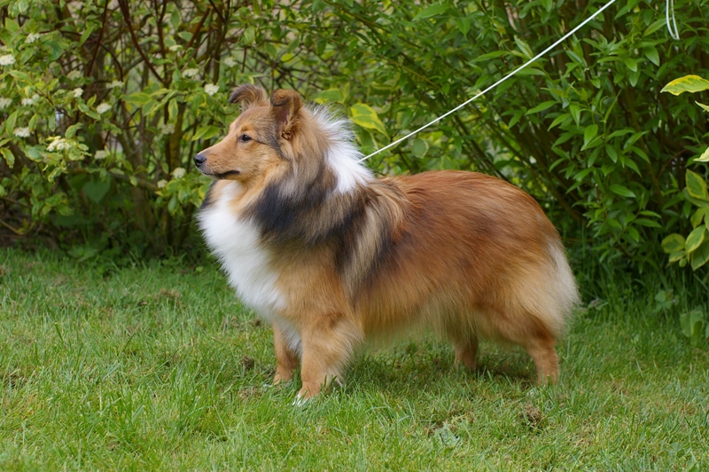 Exquise et Délicieuse Lily Dorée  des Diablotins de Nooch