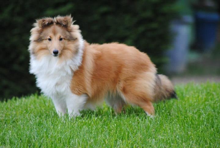 Honey lily drop des Diablotins de Nooch