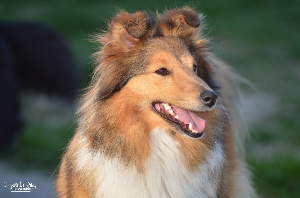 Ice and fire star light des Diablotins de Nooch