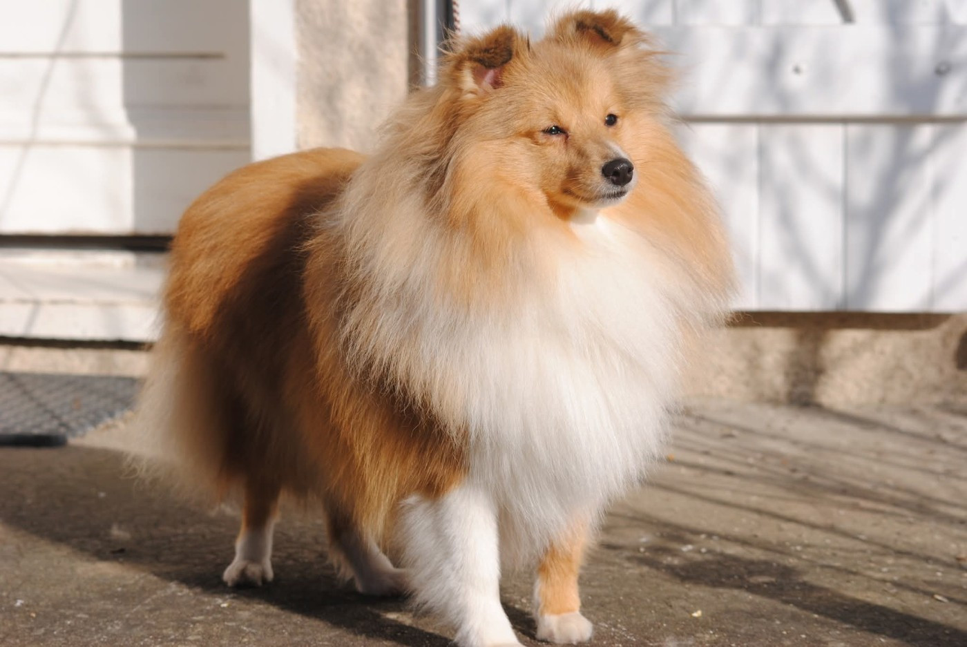 Tiana Il Était Une Fois des Diablotins de Nooch