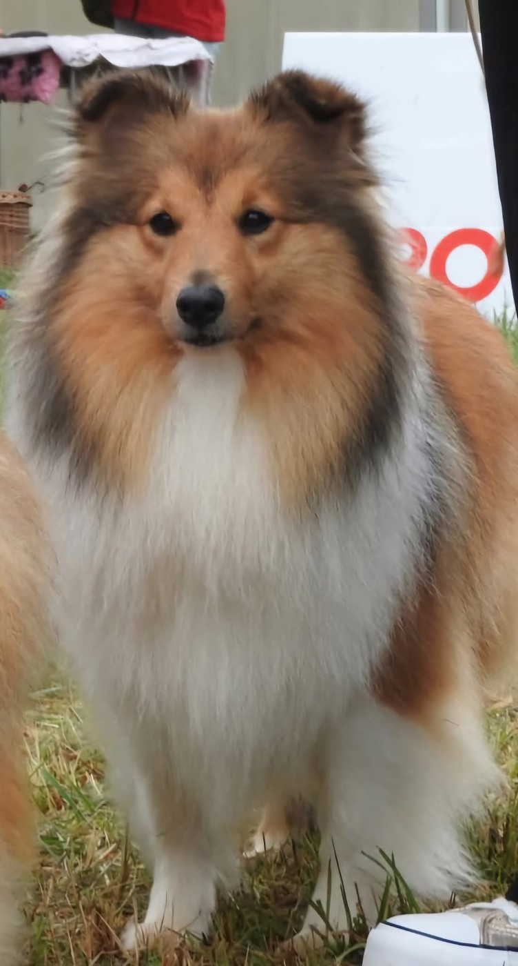 CH. Une Petite Merveille Alice des Diablotins de Nooch