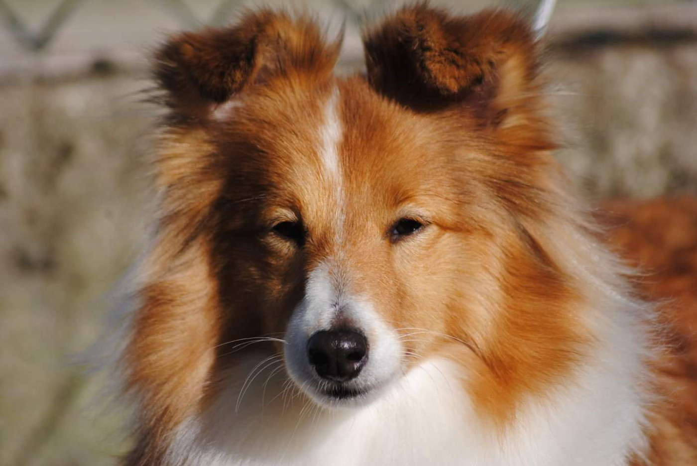 des Diablotins de Nooch - Mises à jours