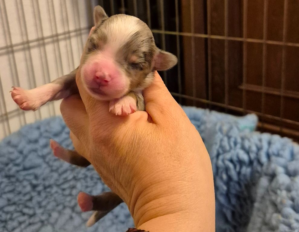 des Diablotins de Nooch - Chiots disponibles - Berger Américain Miniature 