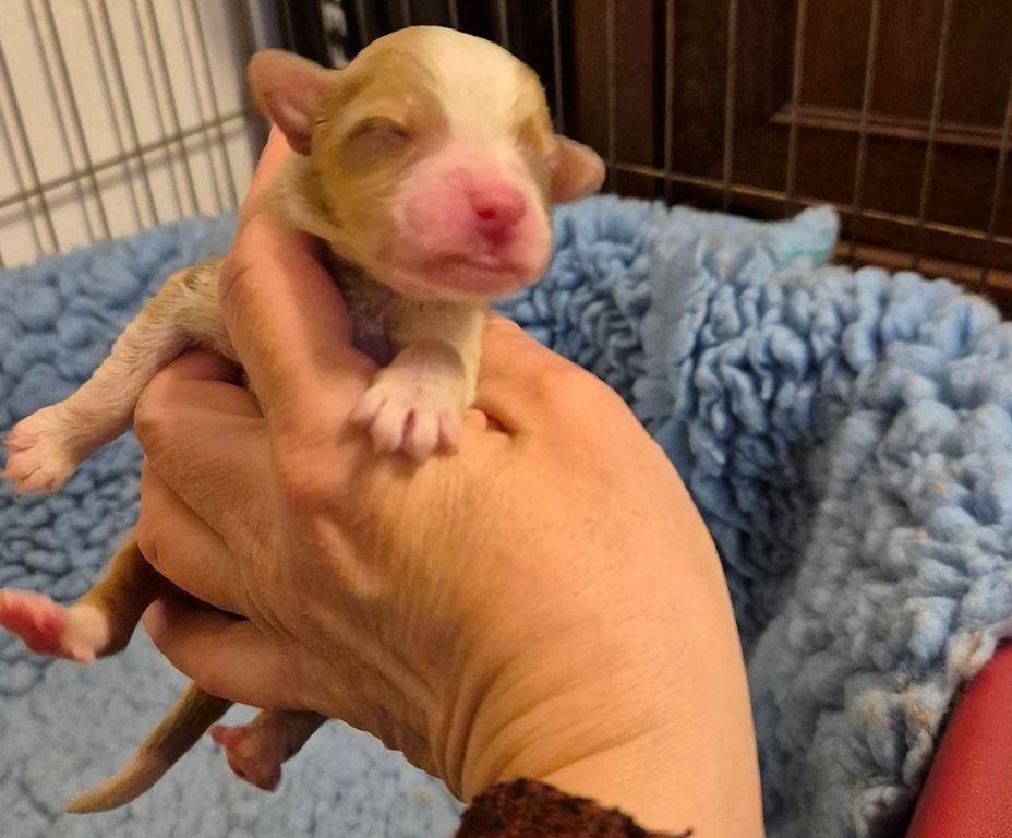 des Diablotins de Nooch - Chiots disponibles - Berger Américain Miniature 