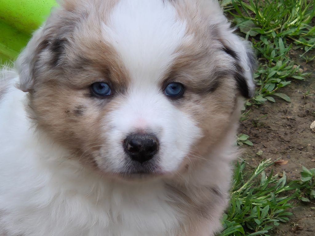 des Diablotins de Nooch - Chiots disponibles - Berger Américain Miniature 
