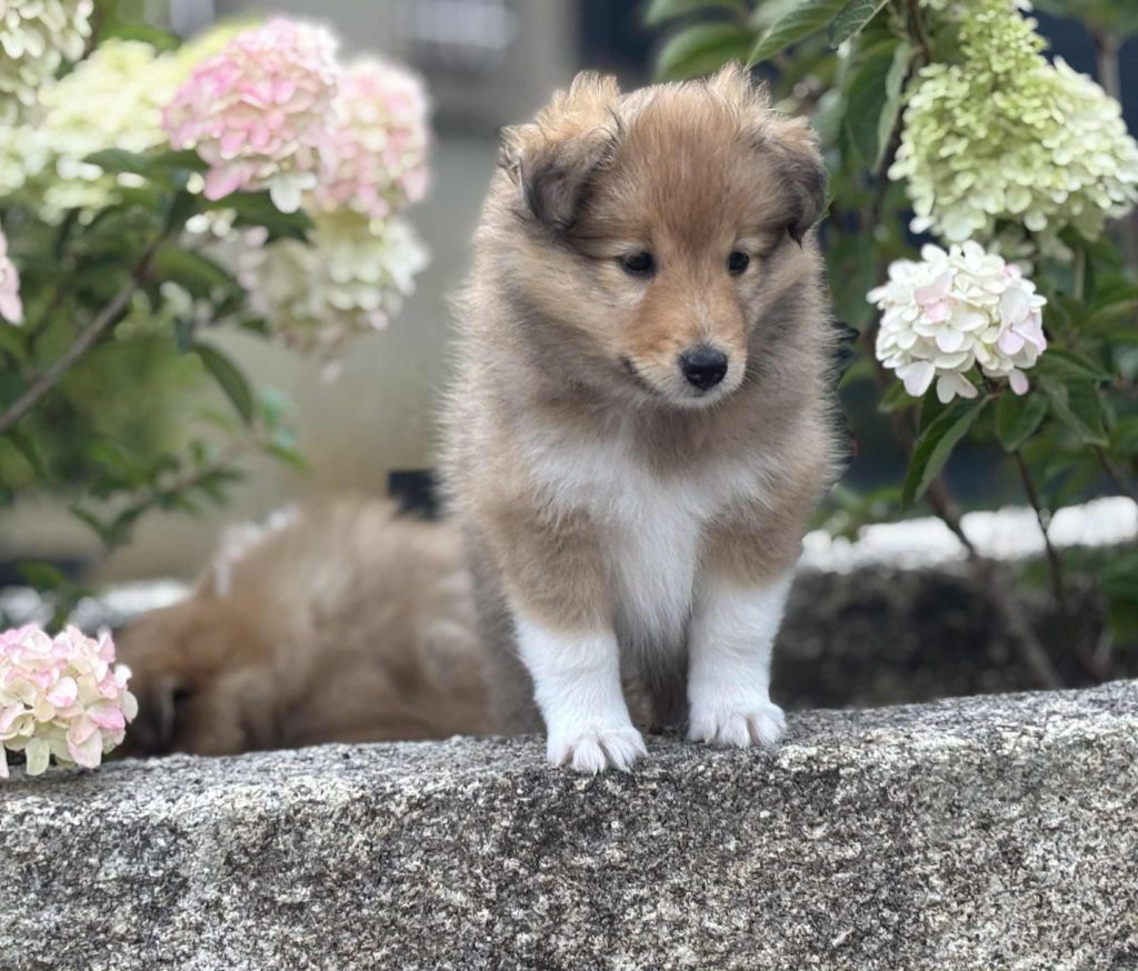 des Diablotins de Nooch - Chiots disponibles - Shetland Sheepdog