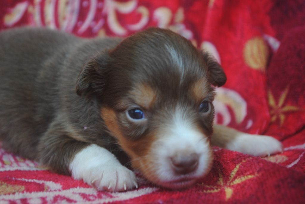 des Diablotins de Nooch - Chiots disponibles - Berger Américain Miniature 