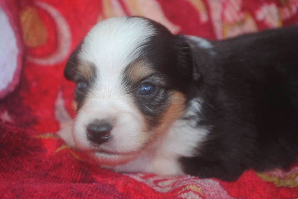 des Diablotins de Nooch - Chiots disponibles - Berger Américain Miniature 