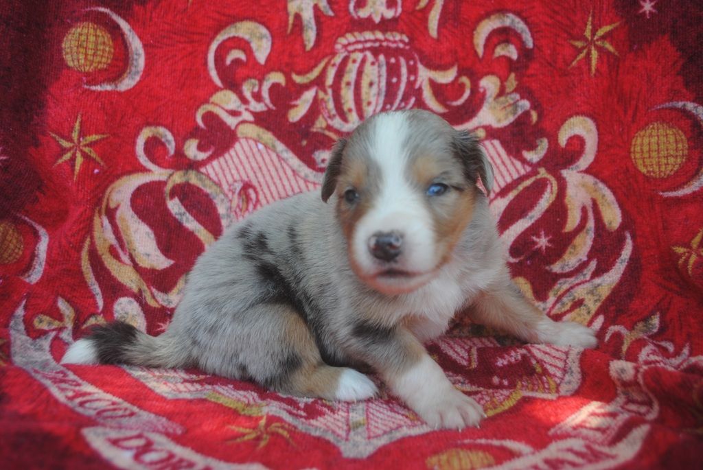 des Diablotins de Nooch - Chiots disponibles - Berger Américain Miniature 
