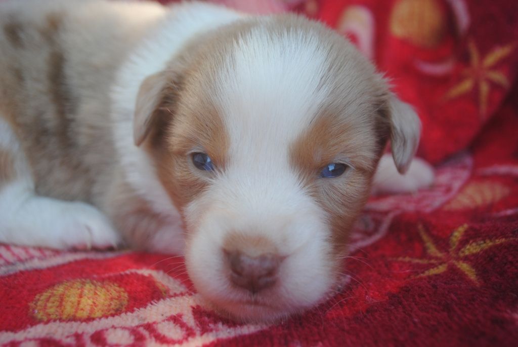 des Diablotins de Nooch - Chiots disponibles - Berger Américain Miniature 