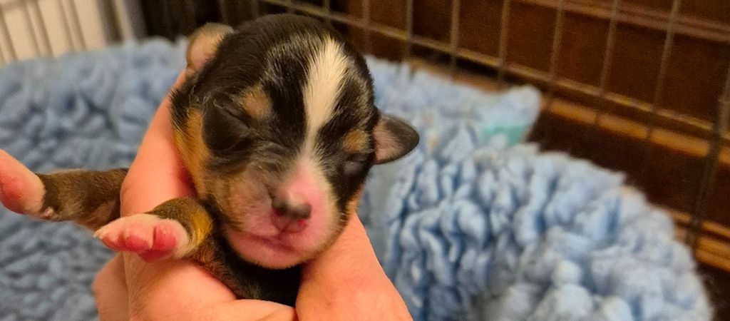 des Diablotins de Nooch - Chiots disponibles - Berger Américain Miniature 