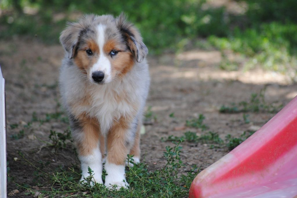 des Diablotins de Nooch - Chiots disponibles - Berger Américain Miniature 