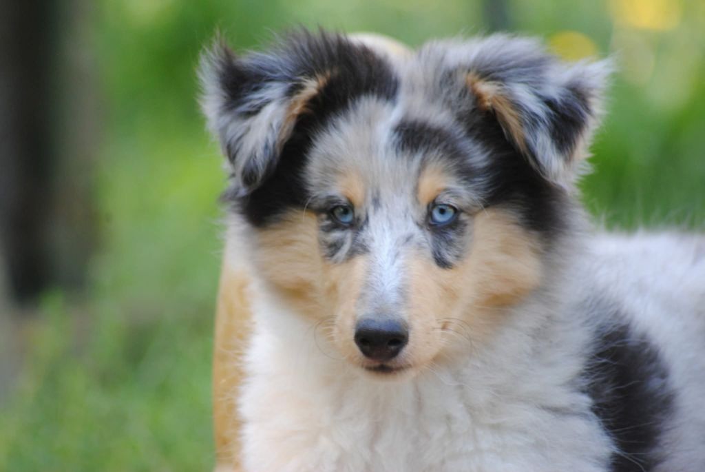 des Diablotins de Nooch - Chiots disponibles - Shetland Sheepdog