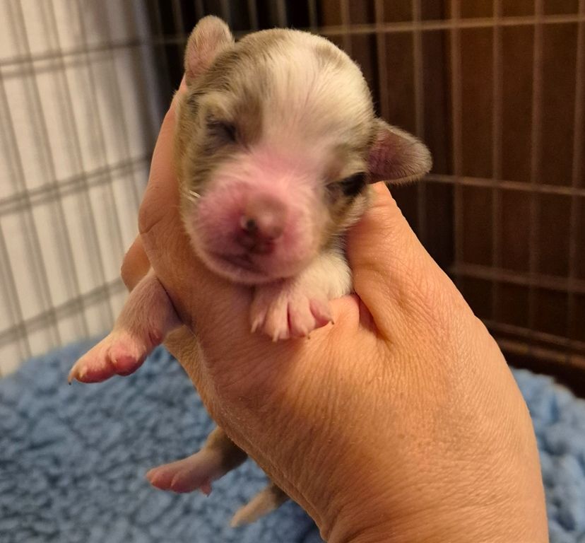 des Diablotins de Nooch - Chiots disponibles - Berger Américain Miniature 