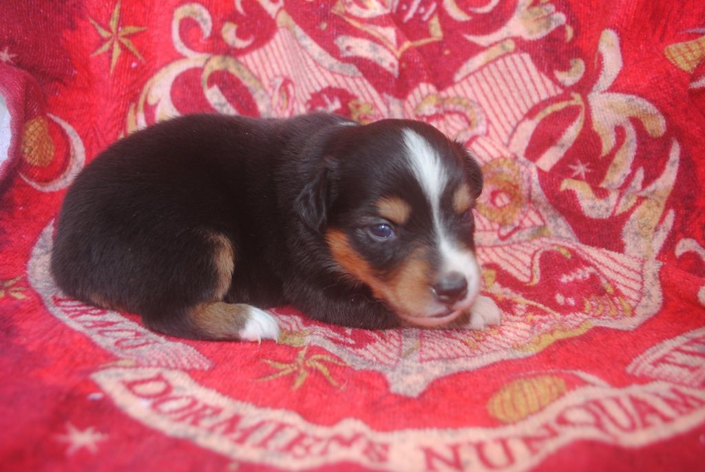des Diablotins de Nooch - Chiots disponibles - Berger Américain Miniature 