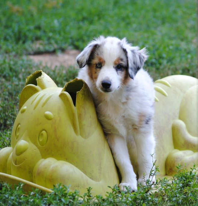 des Diablotins de Nooch - Chiots disponibles - Berger Américain Miniature 