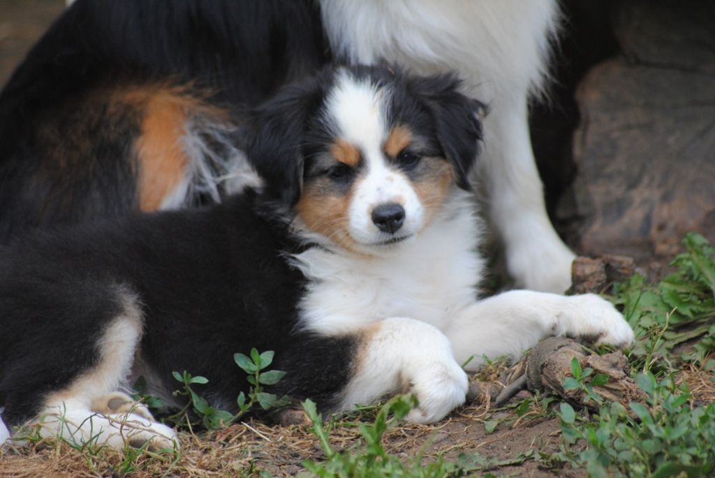 des Diablotins de Nooch - Chiots disponibles - Berger Américain Miniature 
