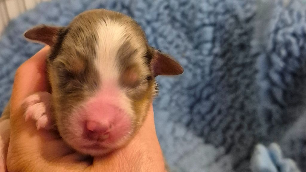 des Diablotins de Nooch - Chiots disponibles - Berger Américain Miniature 