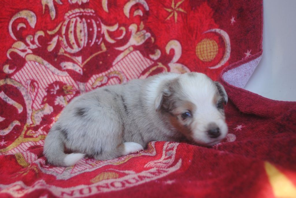 des Diablotins de Nooch - Chiots disponibles - Berger Américain Miniature 