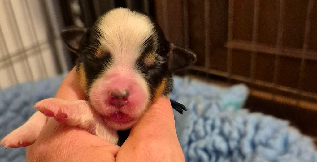 des Diablotins de Nooch - Chiots disponibles - Berger Américain Miniature 