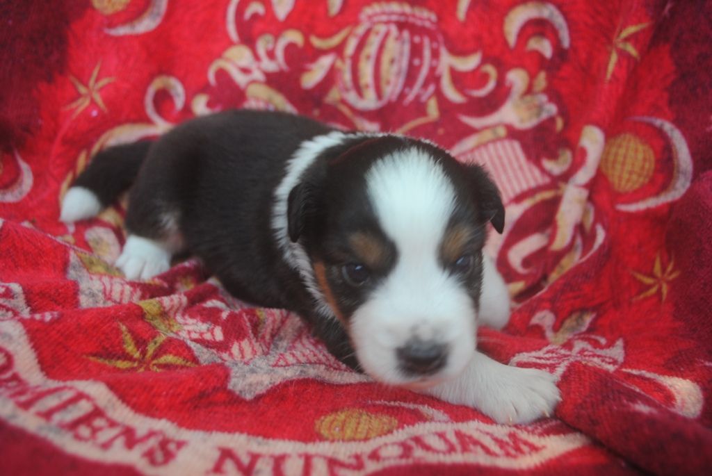 des Diablotins de Nooch - Chiots disponibles - Berger Américain Miniature 