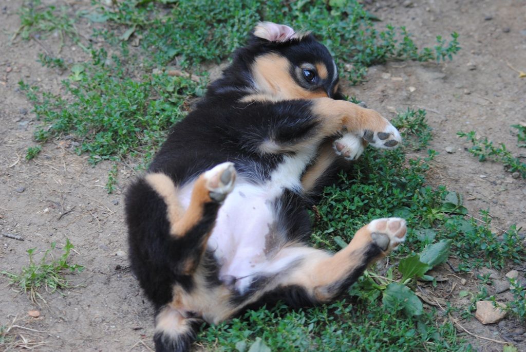 des Diablotins de Nooch - Chiots disponibles - Berger Américain Miniature 