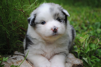 femelle bleue merle