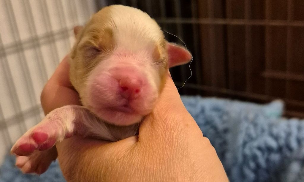 des Diablotins de Nooch - Chiots disponibles - Berger Américain Miniature 