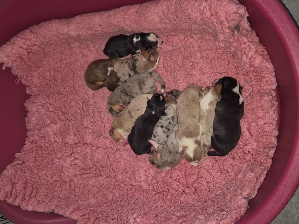 Chiot Berger Américain Miniature des Diablotins de Nooch