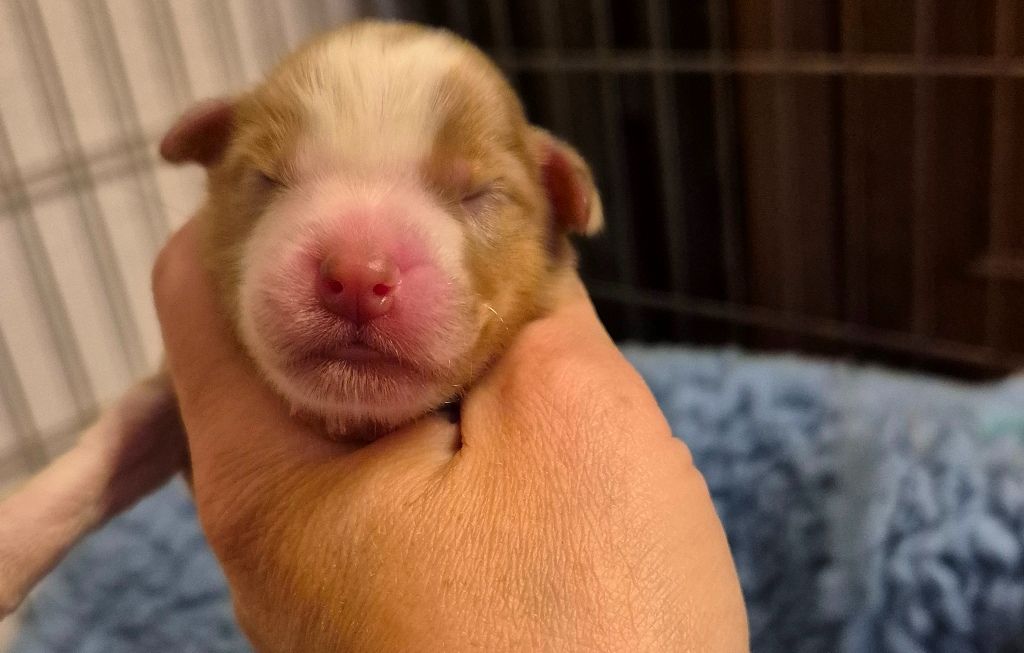 des Diablotins de Nooch - Chiots disponibles - Berger Américain Miniature 