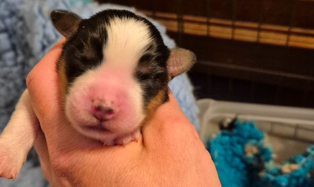 des Diablotins de Nooch - Chiots disponibles - Berger Américain Miniature 