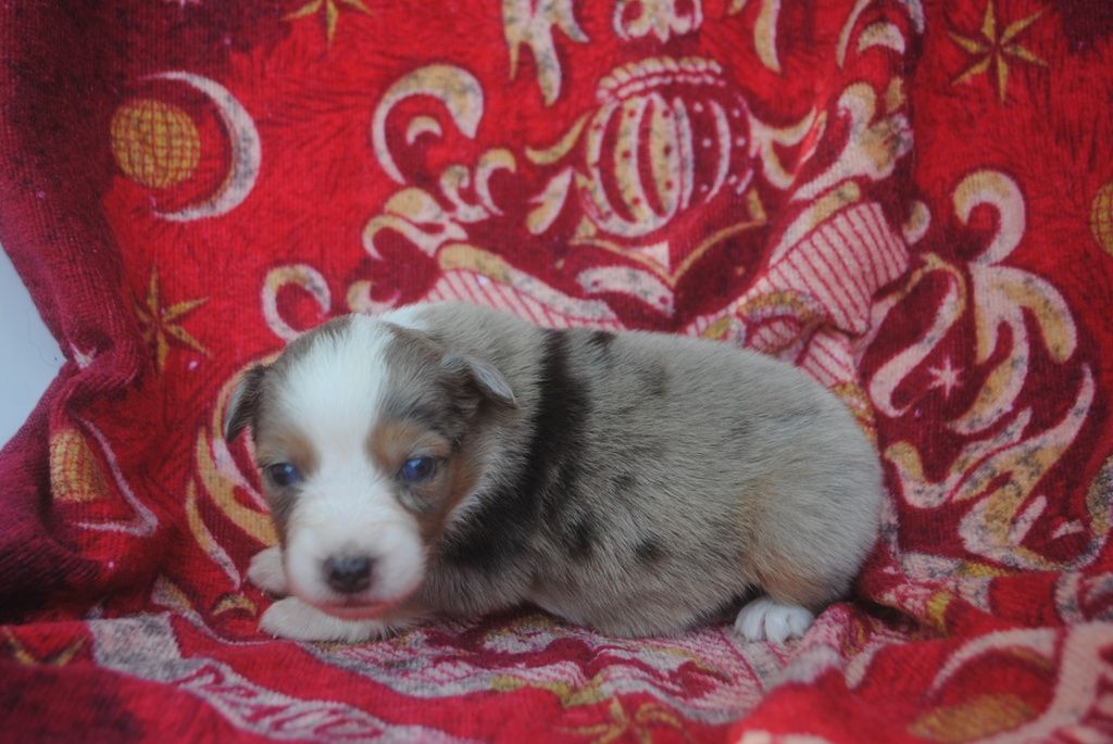 des Diablotins de Nooch - Chiots disponibles - Berger Américain Miniature 