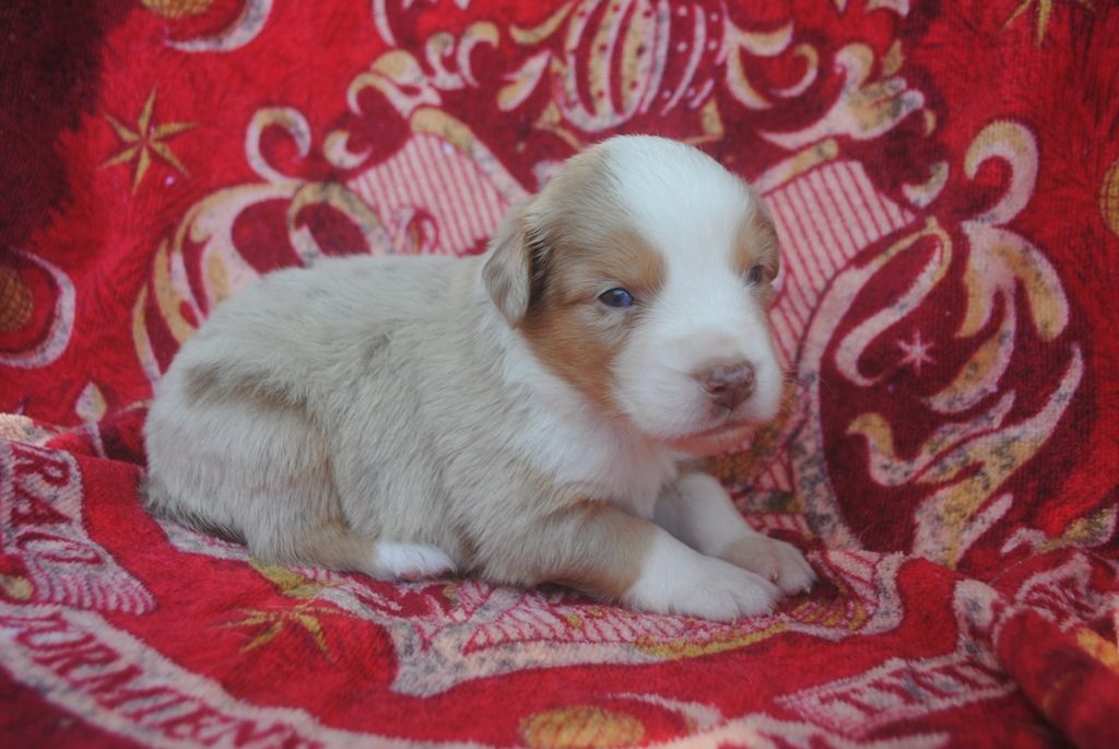 des Diablotins de Nooch - Chiots disponibles - Berger Américain Miniature 