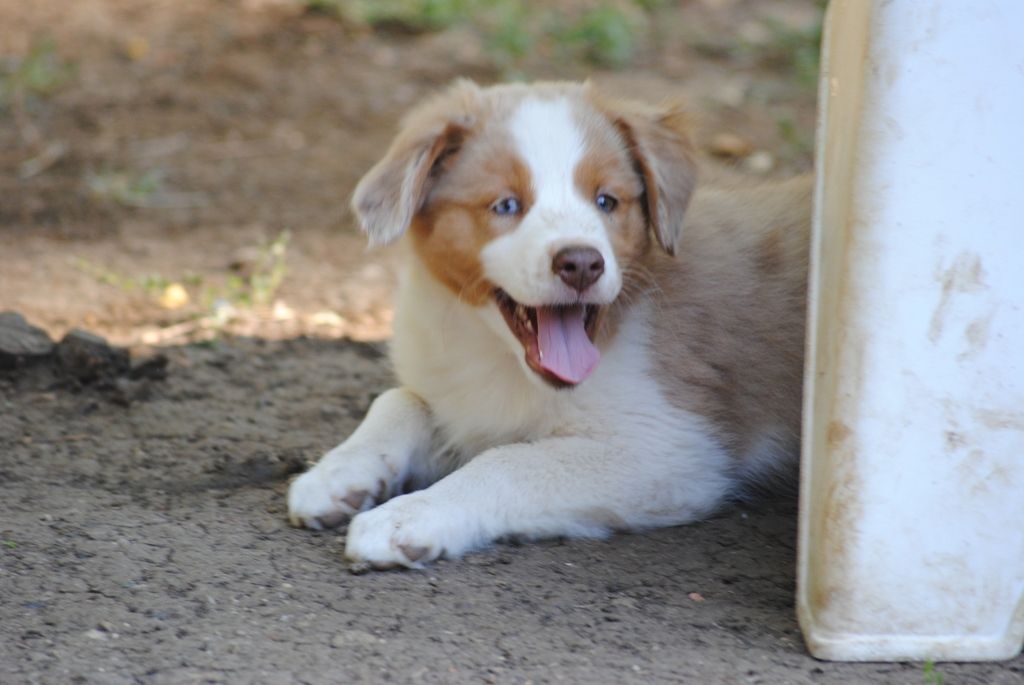 des Diablotins de Nooch - Chiots disponibles - Berger Américain Miniature 