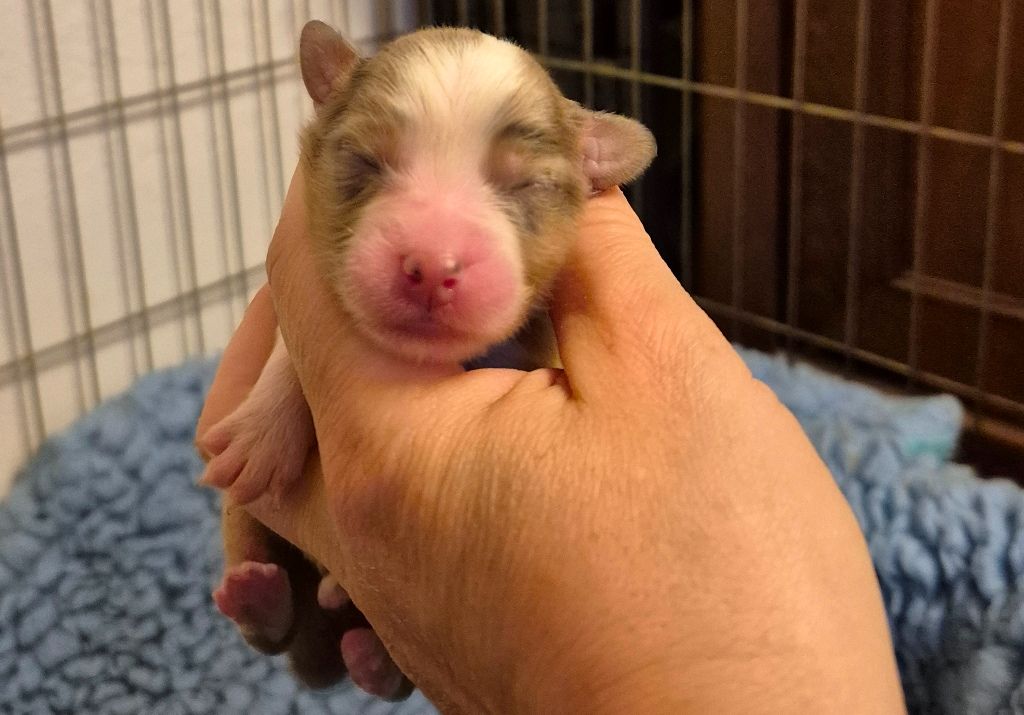 des Diablotins de Nooch - Chiots disponibles - Berger Américain Miniature 