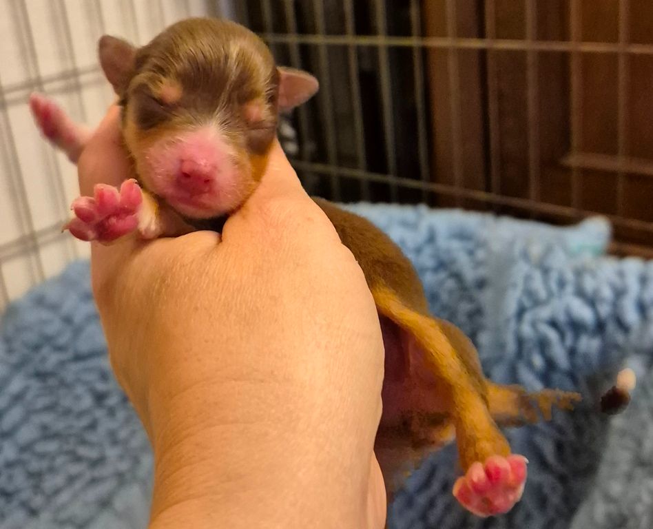des Diablotins de Nooch - Chiots disponibles - Berger Américain Miniature 