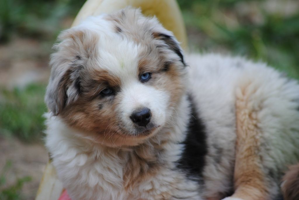 des Diablotins de Nooch - Chiots disponibles - Berger Américain Miniature 
