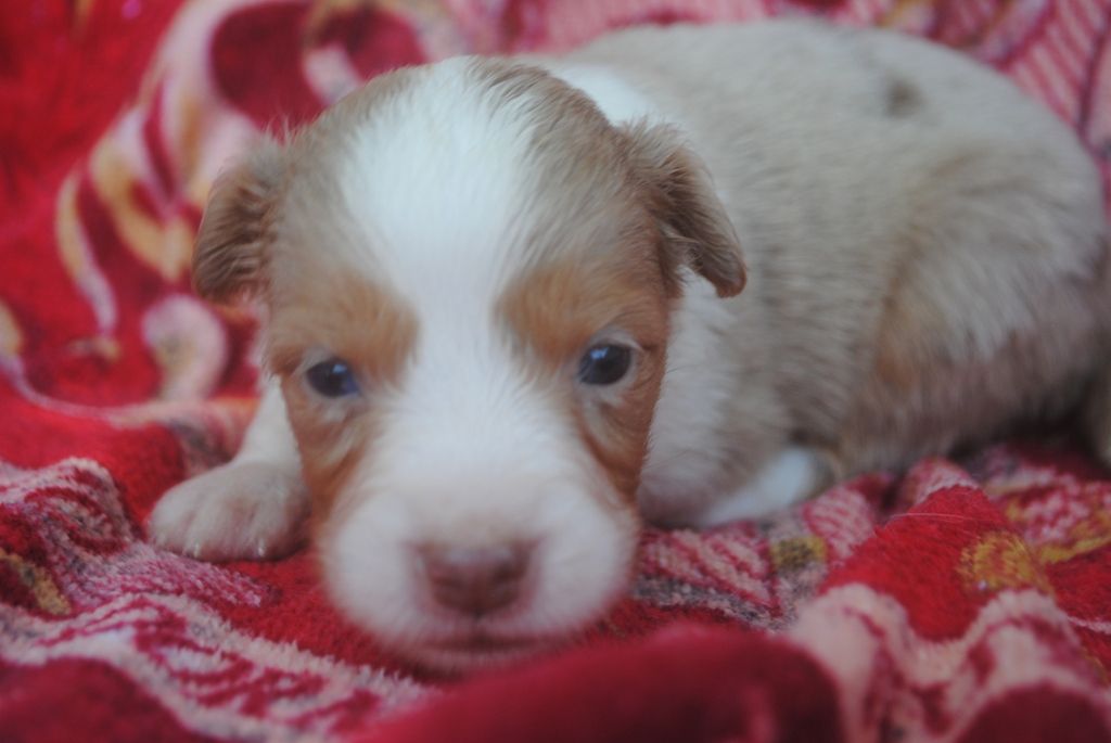 des Diablotins de Nooch - Chiots disponibles - Berger Américain Miniature 